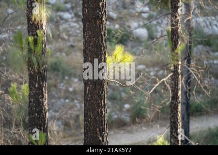 Regeneration of trees in a burnt pine forest in the Judea mountains, Israel, on a sunny day. Stock Photo