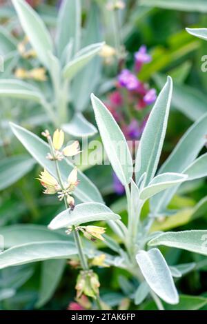 Sage plant in garden. (Salvia officinalis) Stock Photo