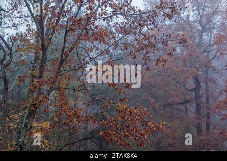 A foggy morning in autumn looking up at colorful trees through the misty sky in the woodlands Stock Photo