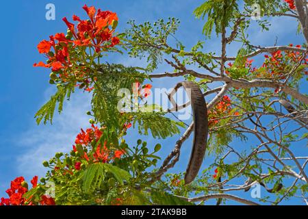 Scarlet red flowers, fern-like leaves and pods of royal poinciana / flamboyant / flame tree (Delonix regia), tropical plant endemic to Madagascar Stock Photo