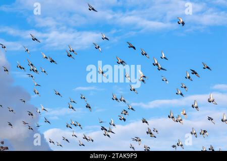 01.12.2023, Berlin, zahlreiche Tauben sind am Himmel zu sehen *** 01 12 2023, Berlin, numerous pigeons can be seen in the sky Credit: Imago/Alamy Live News Stock Photo