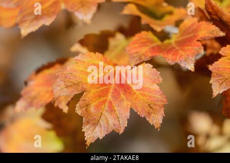 Bright Colorful Autumn Leaves Stock Photo