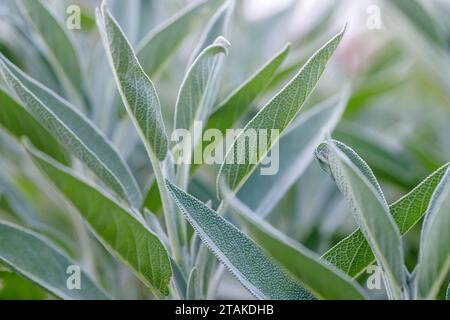 Close up of sage leaves with selective focus and shallow depth of field Stock Photo