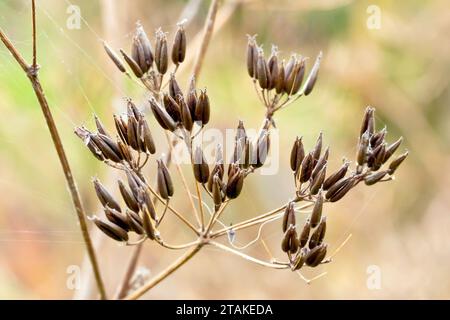 Cow Parsley (anthriscus sylvestris), close up showing the brownish seeds that develop on the plant after the flowers have died. Stock Photo