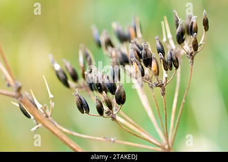 Cow Parsley (anthriscus sylvestris), close up showing the brownish seeds that develop on the plant after the flowers have died. Stock Photo