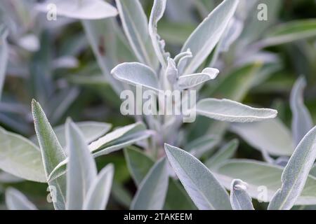 Close up of sage plant leaves in the garden. Natural background. Stock Photo