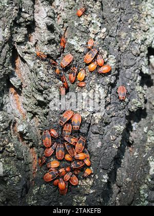 firebug larva, Gemeine Feuerwanze, gendarme, Pyrrhocoris apterus, verőköltő bodobács, Budapest, Hungary, Magyarország, Europe Stock Photo