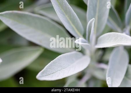 close up of sage leaves in the garden with shallow depth of field Stock Photo