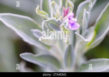 Close up of Salvia officinalis, commonly known as common sage. Stock Photo