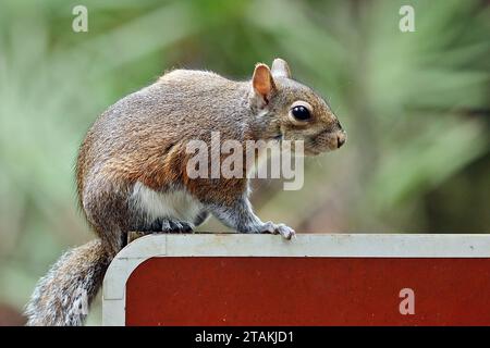 Sherman's Fox Squirrel (Sciurus niger shermani) playing in front of the camera at Blue Spring State Park in Central Florida, USA Stock Photo