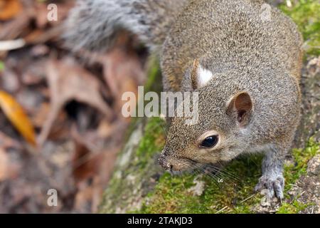 Sherman's Fox Squirrel (Sciurus niger shermani) playing in front of the camera at Blue Spring State Park in Central Florida, USA Stock Photo
