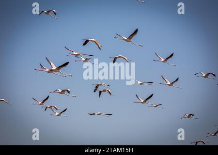 Flock of Greater Flamingos (Phoenicopterus roseus) flying over Ras Al Khor Wildlife Sanctuary in Dubai, birds against clear blue sky. Stock Photo