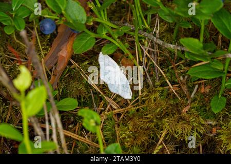 Cabera pusaria Family Geometridae Genus Cabera Common white wave moth wild nature insect wallpaper, picture, photography Stock Photo