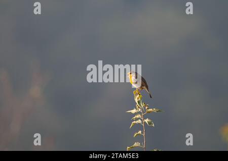European Robin (Erithacus rubecula) singing on a branch. Stock Photo