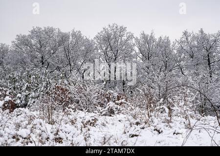 winter time, snow-covered trees and bushes, winter fairytale landscape Stock Photo