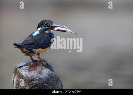 Javan blue-banded kingfisher (Alcedo euryzona), is a species of kingfisher in the subfamily Alcedininae. It is endemic to and found throughout Java. Stock Photo
