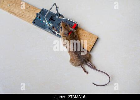 A dead house mouse (Mus musculus) caught in a typical traditional baited humane spring loaded bar mousetrap Stock Photo