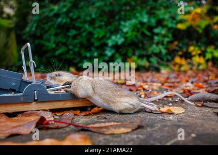 A dead house mouse (Mus musculus) caught in a typical traditional baited humane spring loaded bar mousetrap Stock Photo