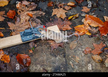 A dead house mouse (Mus musculus) caught in a typical traditional baited humane spring loaded bar mousetrap Stock Photo