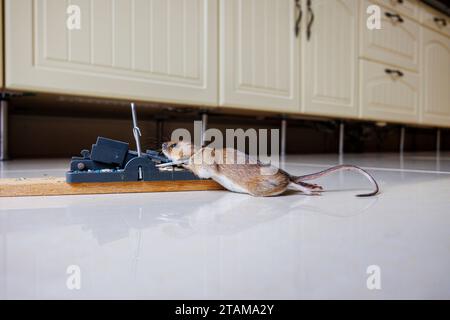 Mulot sylvestre (Apodemus sylvaticus) pris dans une tapette a souris,  France, Europe/trapped wood mouse (Apodemus sylvaticus) in spring-loaded  bar Stock Photo - Alamy