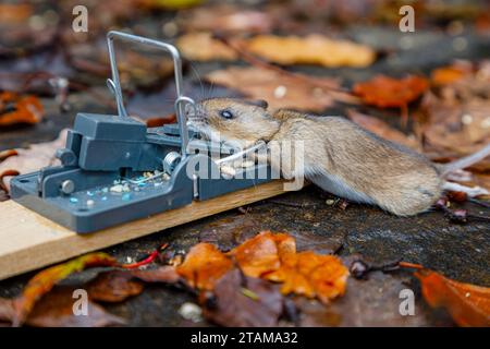 A dead house mouse (Mus musculus) caught in a typical traditional baited humane spring loaded bar mousetrap Stock Photo