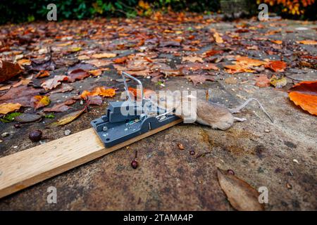 A dead house mouse (Mus musculus) caught in a typical traditional baited humane spring loaded bar mousetrap Stock Photo
