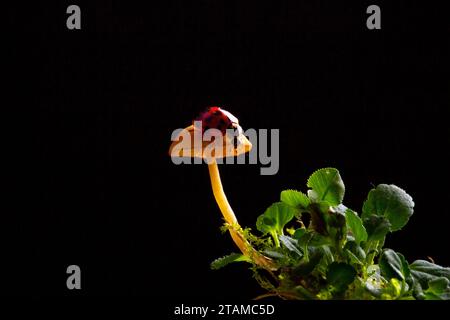 A little red ladybug is walking on a poisonous mushroom Stock Photo