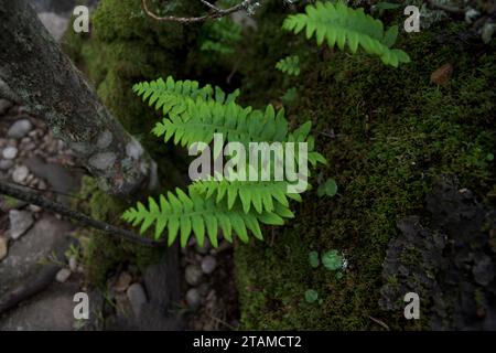 green fern plants growing on top of moss in atlantic forest horizontal Stock Photo