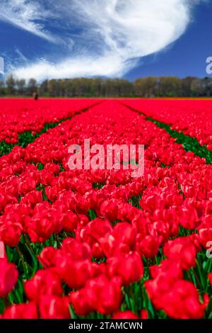 A stunning aerial view of vibrant tulip fields in full bloom, featuring ...