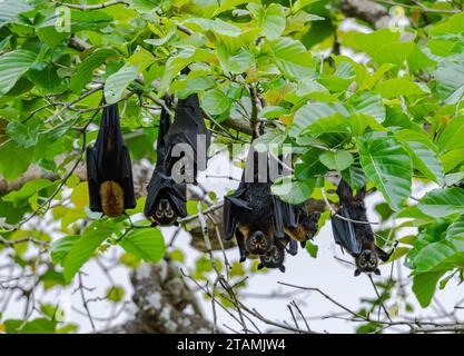 Spectacled flying fox (Pteropus conspicillatus) at their day roost tree. Queensland, Australia. Stock Photo