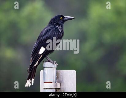 A Pied Currawong (Strepera graculina) pechedon a signpost. Queensland, Australia. Stock Photo