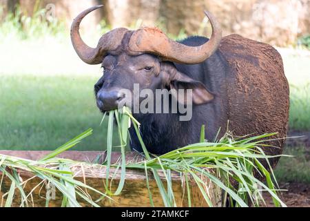 Water buffalo is eating green grass on the farm Stock Photo