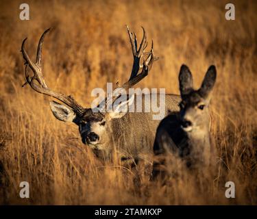 Mature Mule deer buck - odocoileus hemionus - chasing doe in tall grass at sunrise Colorado, USA Stock Photo