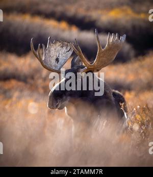 Bull Shiras Moose - alces alces - standing in willows Colorado, USA Stock Photo