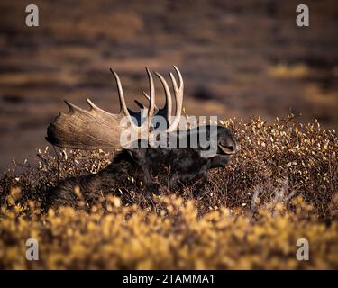 Bull Shiras Moose - alces alces - feeding on willow leaves Colorado, USA Stock Photo