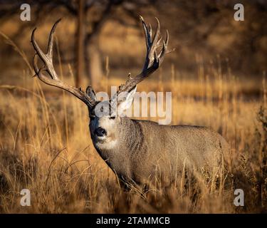 Mature Mule deer buck - odocoileus hemionus - standing in tall grass at sunrise Colorado, USA Stock Photo