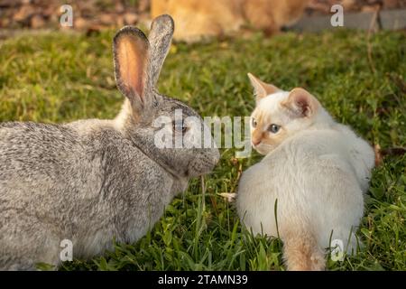 Cat Kitten Nose Touch Rabbit Bunny Together Pets Kiss Friends Stock Photo