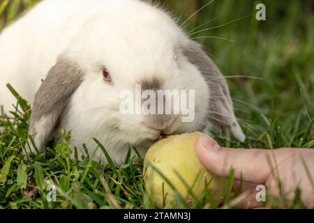 White Holland Lop Rabbit Bunny Albino Californian Siamese Red Eyes Flop Ear Close Up Eating Peach Nibbling Stock Photo