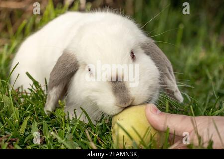 White Holland Lop Rabbit Bunny Albino Californian Siamese Red Eyes Flop Ear Close Up Eating Peach Nibbling Stock Photo