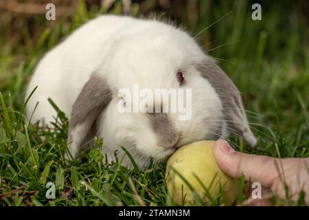 White Holland Lop Rabbit Bunny Albino Californian Siamese Red Eyes Flop Ear Close Up Eating Peach Nibbling Stock Photo