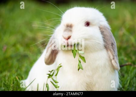 White Bunny Rabbit Chewing on Plant Funny Mouth Stock Photo