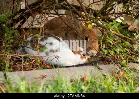 Two Bunny Rabbits White Brown Cuddling in Garden Stock Photo