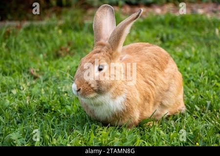 Golden Rabbit Outside Flemish Giant Brown Bunny Stock Photo