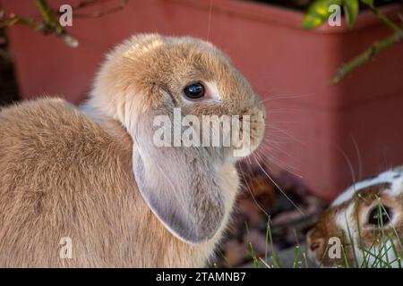 Brown Bunny Rabbit Sitting in Garden by Box Stock Photo