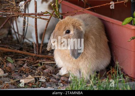 Brown Bunny Rabbit Sitting in Garden by Box Stock Photo