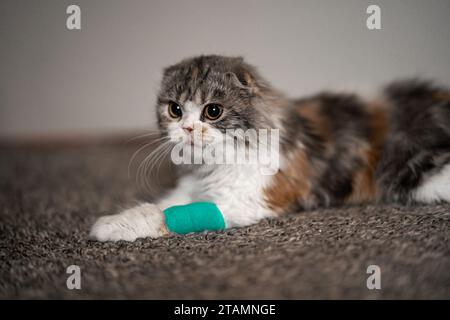 Cat Bandage Cast Wound Sick Vet Heal Cute Scottish Fold Calico Kitten Stock Photo