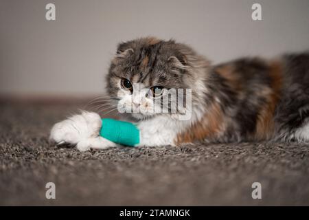 Cat Bandage Cast Wound Sick Vet Heal Cute Scottish Fold Calico Kitten Stock Photo