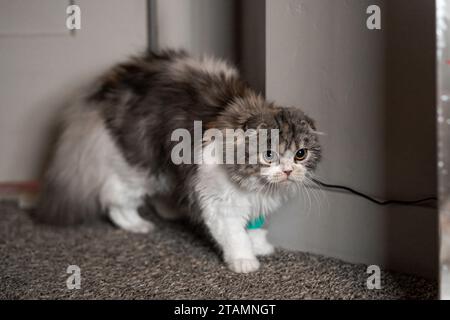 Cat Bandage Cast Wound Sick Vet Heal Cute Scottish Fold Calico Kitten Scared Surprised Stock Photo
