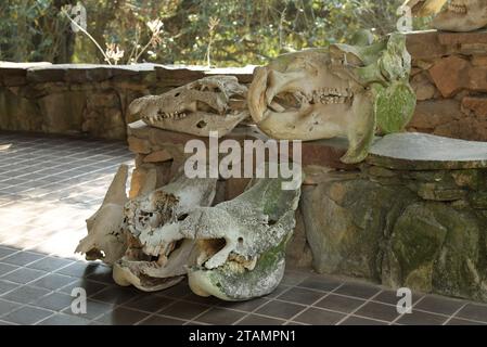 Collection of wildlife skulls on display at African safari lodge, animal skull for tourist education, Hippopotamus, Crocodile, Rhinoceros, nature Stock Photo