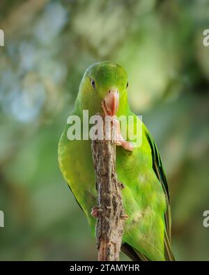 A Plain Parakeet (Brotogeris tirica) in the Atlantic Forest biome of Brazil perching on a tree branch. Stock Photo